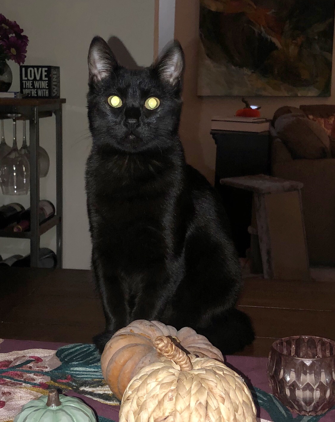 halloween cat.JPG