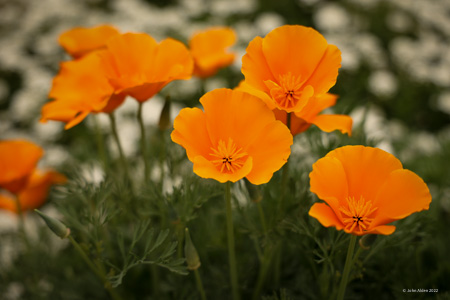 California Poppies in bloom