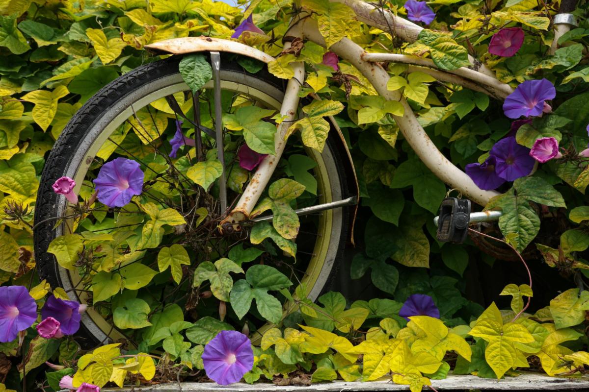 BikeGarden.jpg